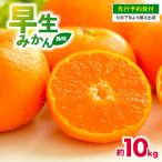 早生みかん 10kg