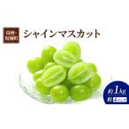 ふるさと納税 ぶどう シャインマスカット 4パック 約1kg 葡萄 ブドウ フルーツ 果物 デザート おやつ 信州 長野 坂城町 長野県坂城町