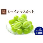 ふるさと納税 ぶどう シャインマスカット 6パック 約1.5kg 葡萄 ブドウ フルーツ 果物 デザート おやつ 信州 長野 坂城町 長野県坂城町