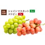 ふるさと納税 ぶどう シャインマスカット 1房 コトピー 2房 葡萄 ブドウ フルーツ 果物 デザート おやつ 信州 長野 坂城町 長野県坂城町