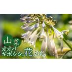 fu.... налог [. мир 8 год отправка ] дикоросы oo ba хоста. цветок 500g Grace ферма Yamagata префектура Tsuruoka город 