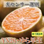 ふるさと納税 家庭用 極早生有田みかん10kg+250g(傷み補償分)【YN26・ゆら早生】【わけあり・訳あり】◇ ※北海道・沖縄・離島への配送不可.. 和歌山県美浜町
