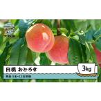 ふるさと納税 【先行予約】 桃 もも 白桃 品種 おどろき 3kg 山形県産 2026年産 令和8年産 フルーツ 果実 ry-moodx3000 山形県大石田町
