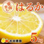はるか 5kg