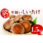 訳あり 生しいたけ 1.5kg