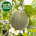 令和9年産 Ton de メロン 1玉