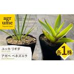 ユッカ リギダ アガベ ベネズエラ 各1株