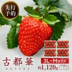 完熟 古都華 奈良ブランドいちご3L~Mサイズ4パック