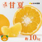 甘夏 10kg
