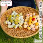 農薬を使用していない南高梅 trgk003B