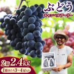 2027年産 ぶどう キャンベルアーリー2.4kg