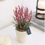 fu.... налог [ День матери для ] консервированный цветок лаванда ( розовый ) Tokushima префектура .. город 