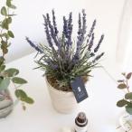 fu.... налог [ День матери для ] консервированный цветок лаванда ( голубой ) Tokushima префектура .. город 