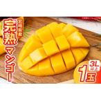 ふるさと納税 【期間限定発送】 マンゴー 宮崎県産 完熟マンゴー 3L 以上 1玉 [日向サンパーク 宮崎県 日向市 452061246] 宮崎県日向市