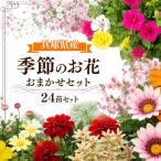 季節の花苗24苗セット珍しい宿根と季節の花苗