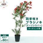 四季咲きブラシノキ ドーソンリバー ガーデニング用