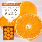 ふるさと納税 【2025年11月より順次発送】紅まどんなと同品種 愛媛果試28号 1.5kg【C25-178】【1606293】 愛媛県八幡浜市