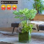 観葉植物 造花 カラテア ギャザリング ボタニカル