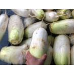 fu.... налог полный небо * синий пустой ресторан 2/15 радиовещание [1 месяц последняя декада ~3 месяц сверху . отправка ].. гора .. Shimizu san .. [ холод . дайкон ].. дайкон примерно 4.5kg 2~6шт.@ овощи.. Gifu префектура .. город 