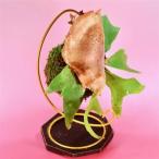苔玉 ビカクシダ_花 観葉植物 苗木