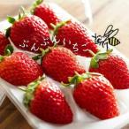 完熟ぶんぶんいちご 約230g×2パック