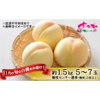 ふるさと納税 桃 2026年 先行予約 11月の旬な 白桃 冬桃 をお届け！約1.5kg 5〜7玉 糖度センサー選果 糖度12度以上 もも モモ 岡山県 赤磐市産 .. 岡山県赤磐市