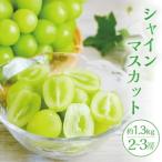 ふるさと納税 シャインマスカット 2〜3房 約1.3kg 10月上旬〜11月中旬頃お届け 山形県遊佐町産 冷蔵便 ※離島発送・着日指定不可 種無し 葡萄 ぶ.. 山形県遊佐町