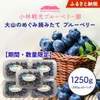 KB-01 大山のめぐみ摘みたてブルーベリー 1250g
