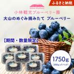 KB-02 大山のめぐみ摘みたてブルーベリー 1750g