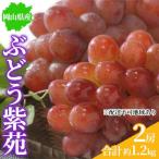 ぶどう 2026年 クイーンニーナ 2房