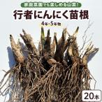 行者にんにく 苗根 20本
