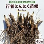行者にんにく 苗根 40本