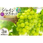 ショッピングふるさと納税 シャインマスカット ふるさと納税 【2026年発送】 訳あり シャインマスカット 予約 朝採れ 3房 計 1.5kg以上  [Creation farm 山梨県 韮崎市 20744955] 山梨県韮崎市