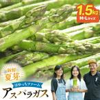 アスパラ アスパラガス 夏芽アスパラガス 1.5kg