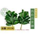 榊 浜松出世榊 本榊 純 1対 2束