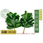榊 浜松出世榊 本榊 純 1対 2束
