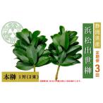 榊 浜松出世榊 本榊 純 1対 2束