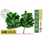 榊 浜松出世榊 本榊 純 1対 2束