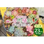 可愛い多肉植物の寄せ植えリース23cm