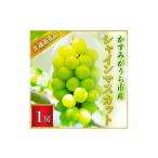 ふるさと納税 シャインマスカット 1房 ＜2026年7月より順次発送予定＞ (県内共通返礼品:かすみがうら市産) 先行予約 ぶどう ブドウ 葡萄 フルー.. 茨城県城里町