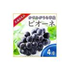 ピオーネ 4房