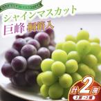 ふるさと納税 シャインマスカット と 巨峰 桐箱入り 2房 ＜2026年7月より順次発送予定＞ (県内共通返礼品:かすみがうら市産) 先行予約 ぶどう ブ.. 茨城県城里町