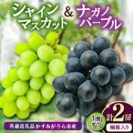 桐箱入り ナガノパープル 1房