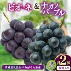 桐箱入り ナガノパープル 1房 ピオーネ 県内共通返礼品:か…