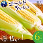 ゴールドラッシュ 6本入り