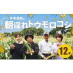 井本農園の朝採れとうもろこし 12本