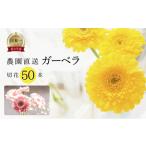 近藤フラワーガーデン 農園直送 ガーベラ切花50本