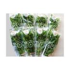 野菜セット レタス ケール アソート 水耕栽培