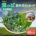 季節の葉っぱ詰め合わせ
