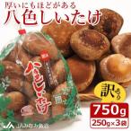 厚いにもほどがある 八色しいたけ 750g